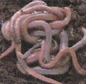 Image of Yelm Redworms available at Great Spirit Store